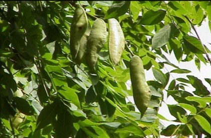 Kentucky Coffeetree with pods and leaves hanging from its branches.