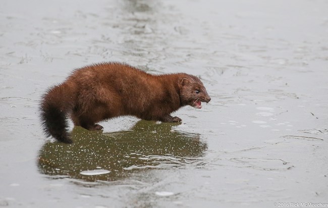 A side view of a mink displaying its pointy teeth.