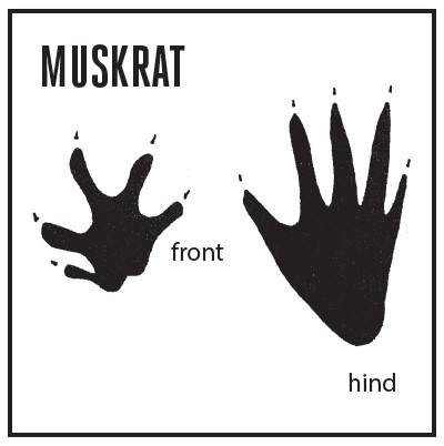 A square graphic with heading, "Muskrat" and two shapes showing a front and hind muskrat track