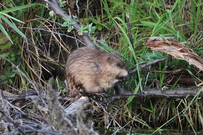 A brown furry animal is sitting on a fallen branch over water with green grass behind it. The animal is facing to the right and has its front paws raised to its mouth.