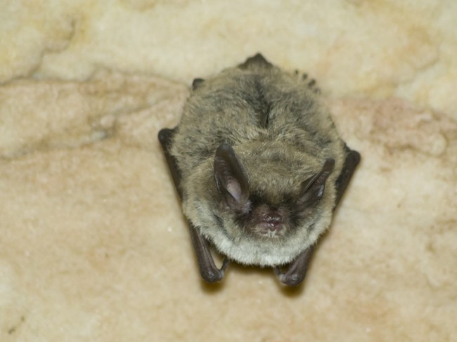 A Northern long-eared bat with blonde fur and large oval ears hangs from the ceiling of a cave.