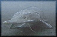 Pallid Sturgeon Pallid Sturgeon