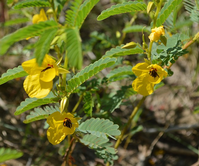 Yellow flowers with dark-red centers show themselves in company with their small green leaves.