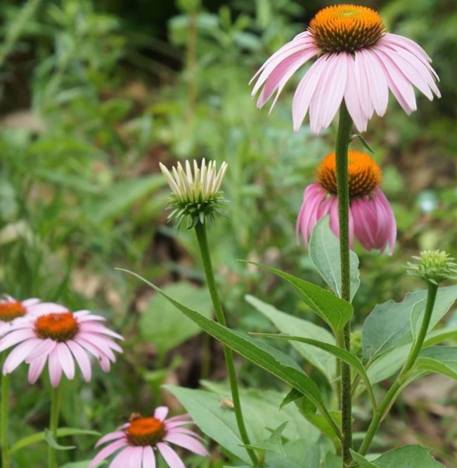 Multiple Purple coneflowers that have a spiny orangish-brown central disk with reddish-purple petals.