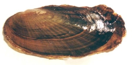 Scaleshell Mussel