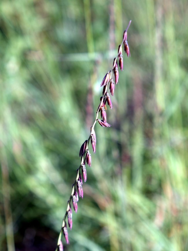 Side-oats gramma with dropping flowers that range in color from a bluish- green color, sometimes with a purplish cast to a reddish- brown or straw color.