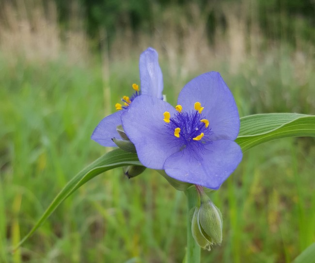 A set of purple flowers against a background of green vegetation.