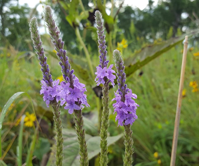 Three light-green stems are heavily covered with flower buds. Purple flower clusters grown out from the center of those stems. Background is green with vegetation.