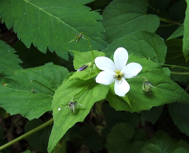 A five petaled, delicate white flower grows close to the ground amid a sea of green.