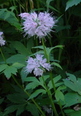 Virginia Waterleaf with deeply-lobed leaves and light purplish flowers occur in clusters.