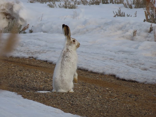 A white rabbit with long ears and some brown spots showing through the white stands up on a patch of dirt in between drifts of snow.