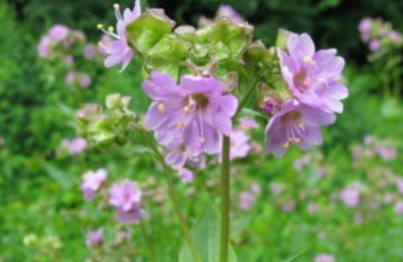 Wild four o'clock's flowers, from white and yellow to shades of pink and red, sometimes streaked and mottled.