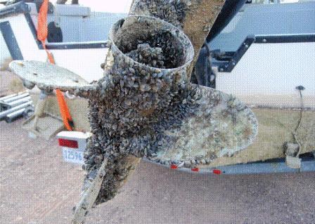 Mussels on outboard motor.