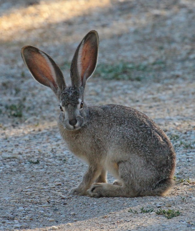 a hare with large ears stands on a barren rocky area and stares at the camera