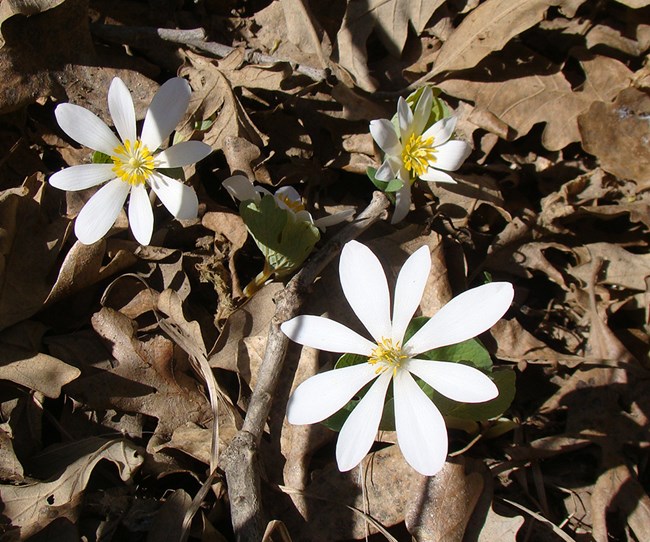 White flowers with 8 petals stand out against a backdrop of dead brown tree leaves.