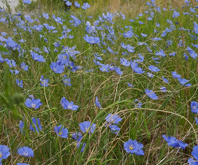 A spread of blue-purple flowers brush the picture from left to right. The flowers are mixed with other green grasses. The Missouri River is in the background and out of focus; the sky is gray.