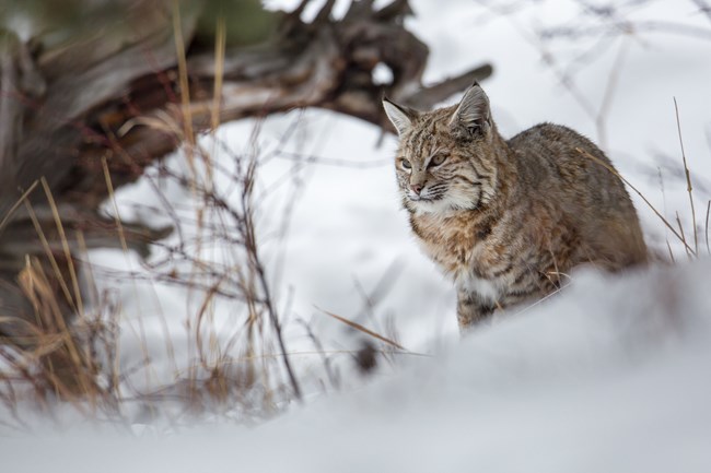 A bobcat sits in the snow looking ahead.