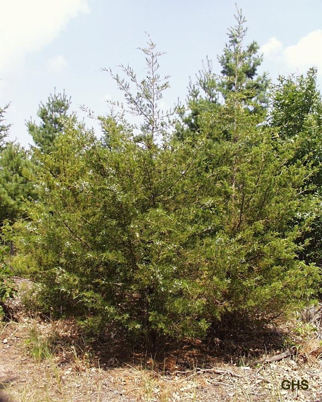 Eastern red cedars on tanish grass,