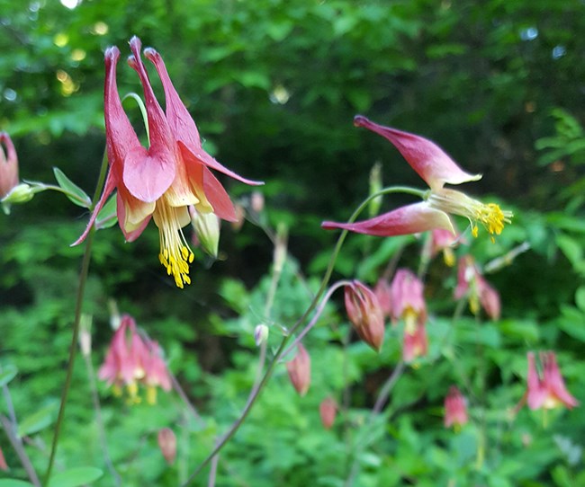 Two-inch red flowers hanging down from their thin green stems with their bright yellow stamens sticking out.