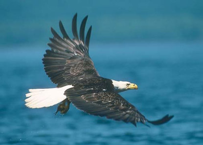 Eagle soaring over the river Eagle soaring over the river