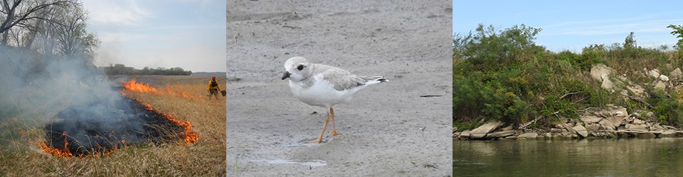 Three pictures in one photo include a prescribe fire, a piping plover, and river bank material.