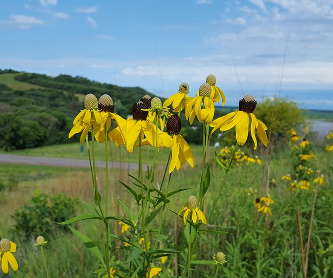 A cluster of yellow flowers with brown to greenish flower cones against a backdrop of green and a blue sky.