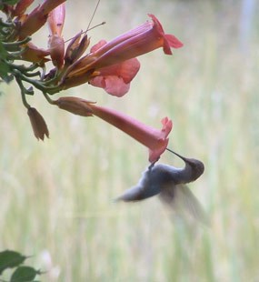 Hummingbird on trumpet vine