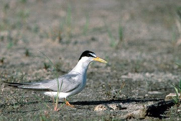 Interior Least Tern