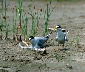 Two least terns at nest Two least terns at nest