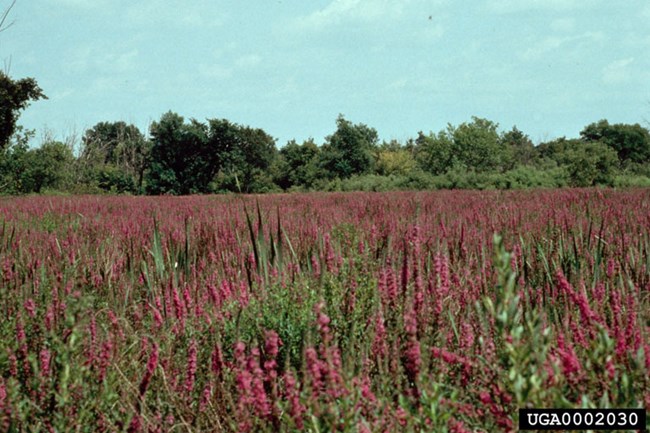 Field of Loosestrife with trees in the background. Blue sky with some clouds.