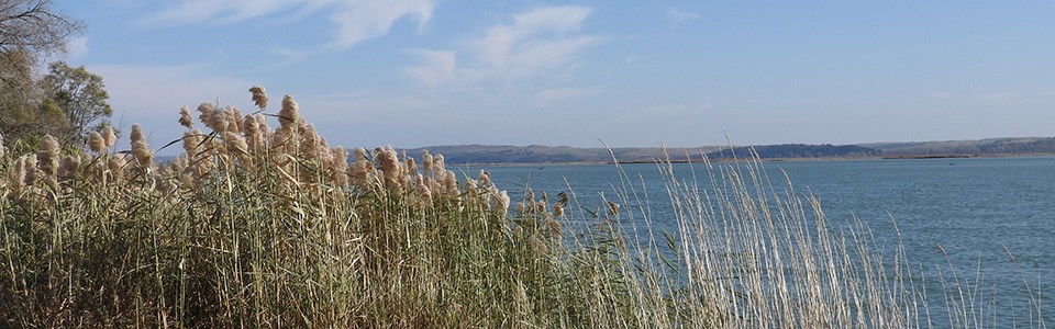 Picture of a clump of phragmites growing along the Missouri River.