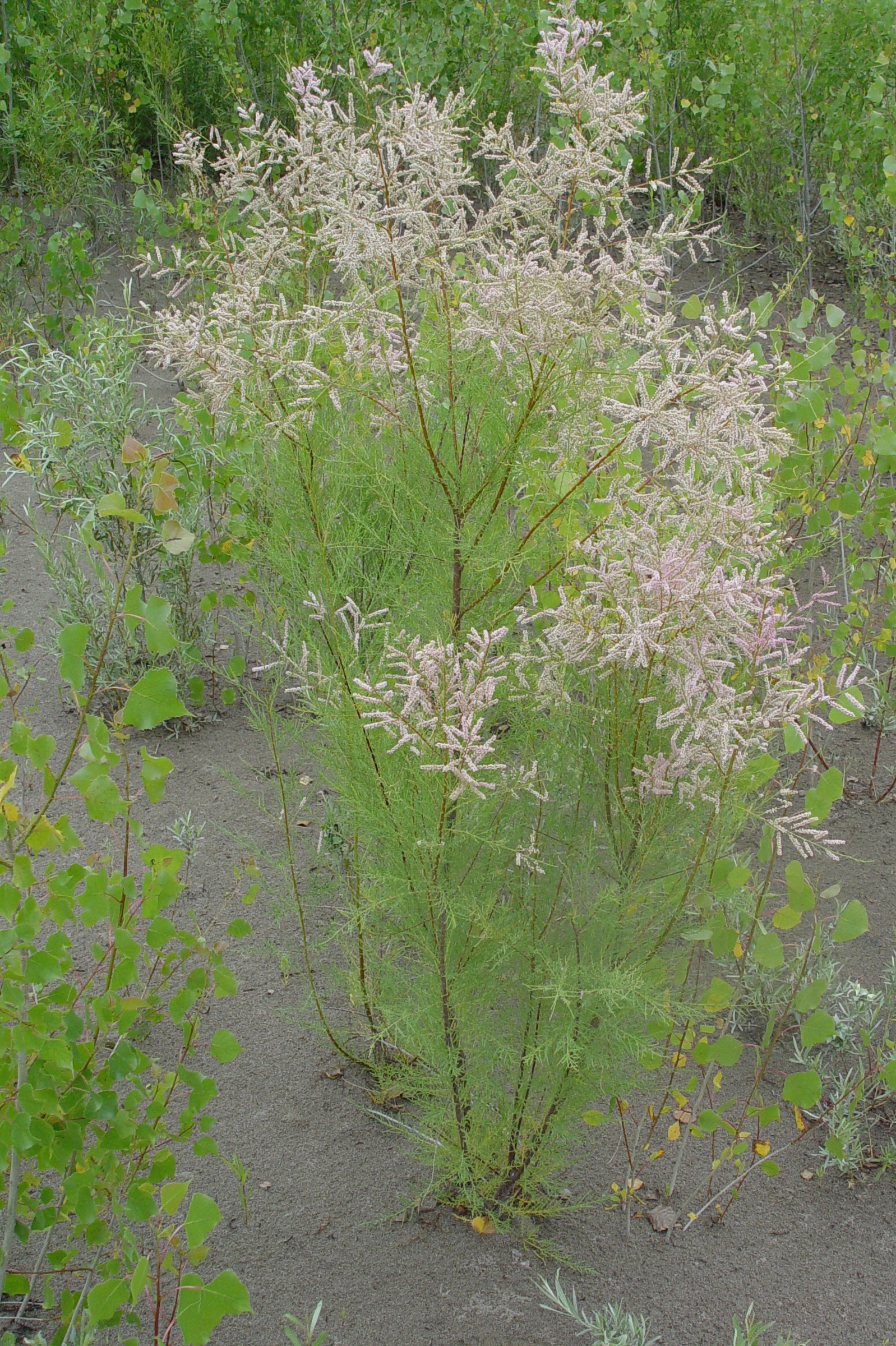 Invasive Plants - Missouri National Recreational River (U.S. National Park Service)