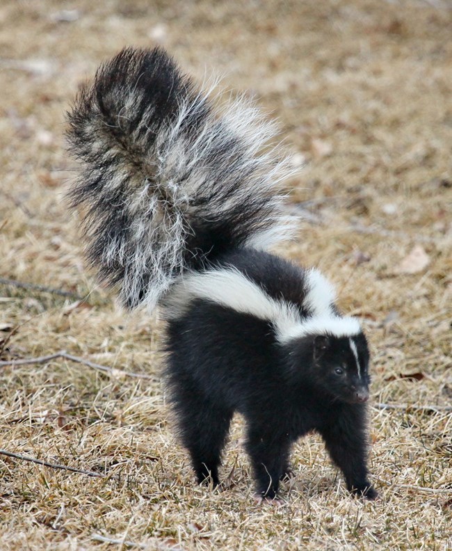 A skunk, a black and white mammals with distinctive stripes, walks in an area with short, dry grass and has its bushy tail pointed upward