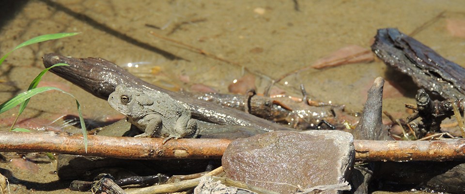 Happy Toad A lone toad sits on the river's edge.