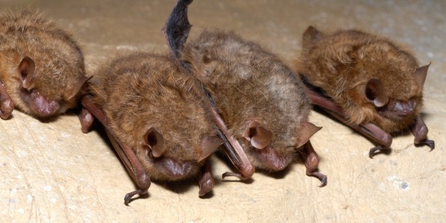 Four small brown bats cling to a rock wall