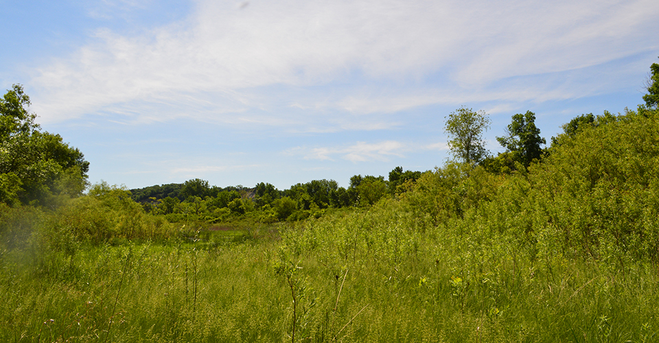 BCRA-backwater Image is of green vegetation of shrubs and grasses located in Bow Creek Recreation Area.