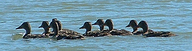 Ducks on the Water