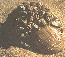 Zebra mussels on clam
