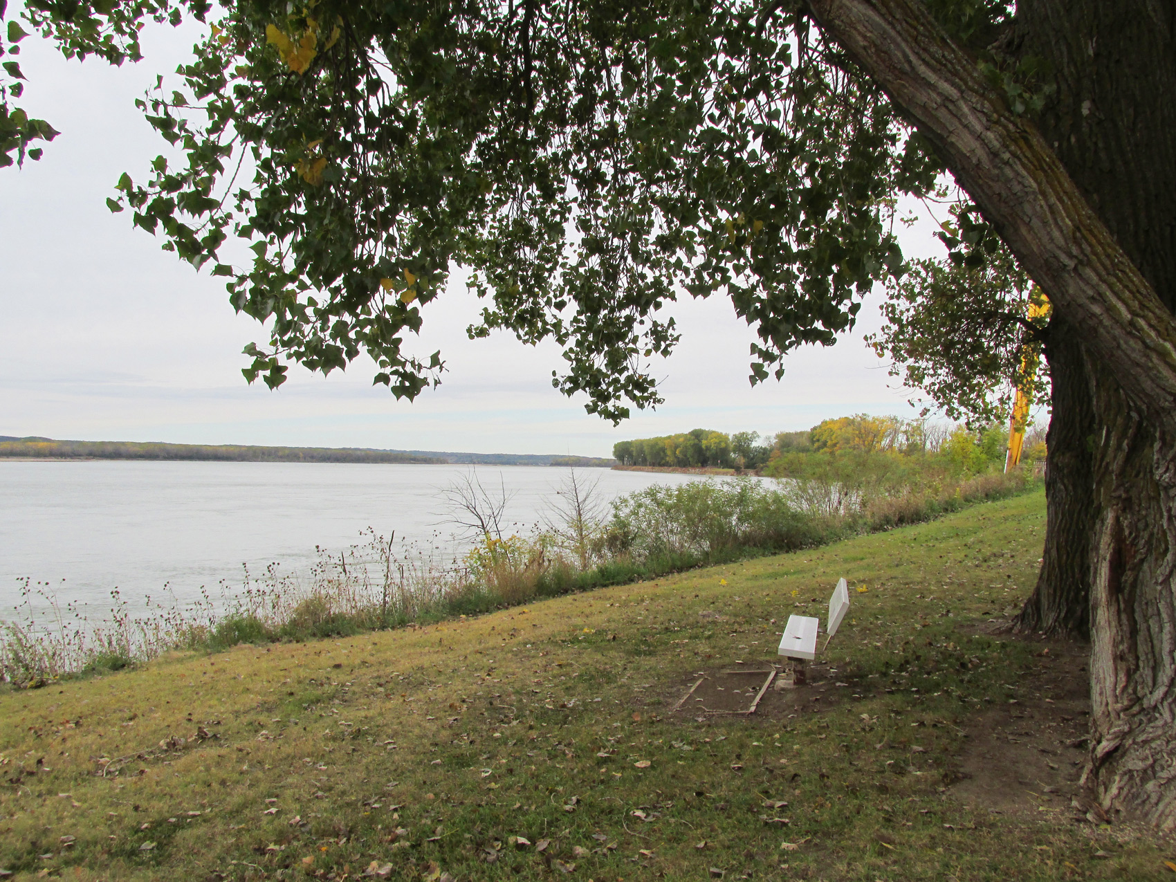 Image of bench under a cottonwood tree. Image of bench under a cottonwood tree.