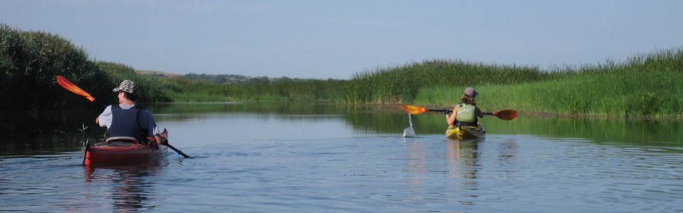 Kayakers paddling through a channel of water with towering reed grass lining the water edge.