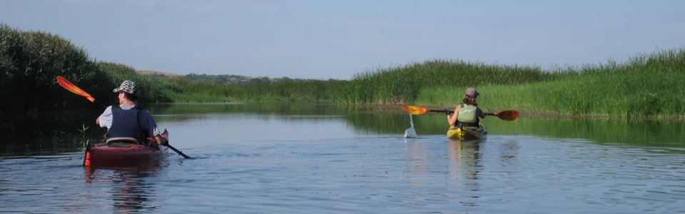 Paddling the delta of Lewis and Clark Lake. Kayakers paddling through a channel of water with towering reed grass lining the water edge.