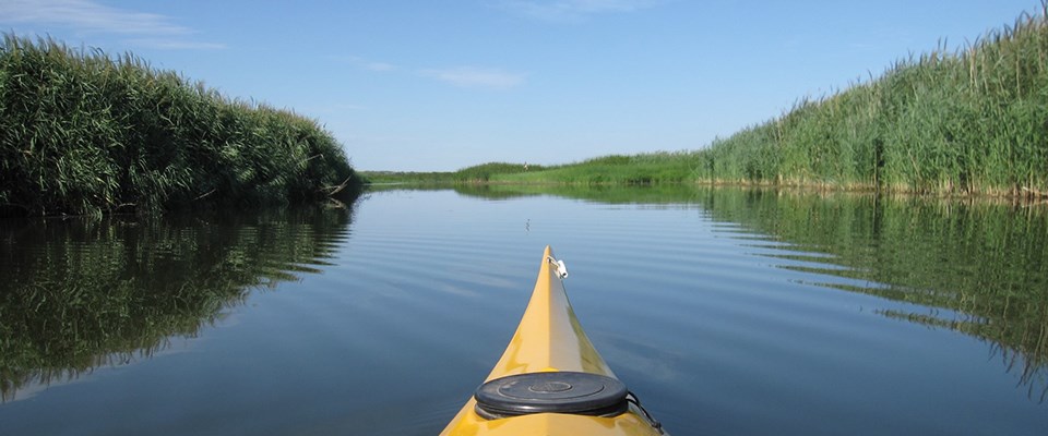 The bow of a yellow kayak is dwarfed by the tall reed grass of the Lewis and Clark Lake Delta.