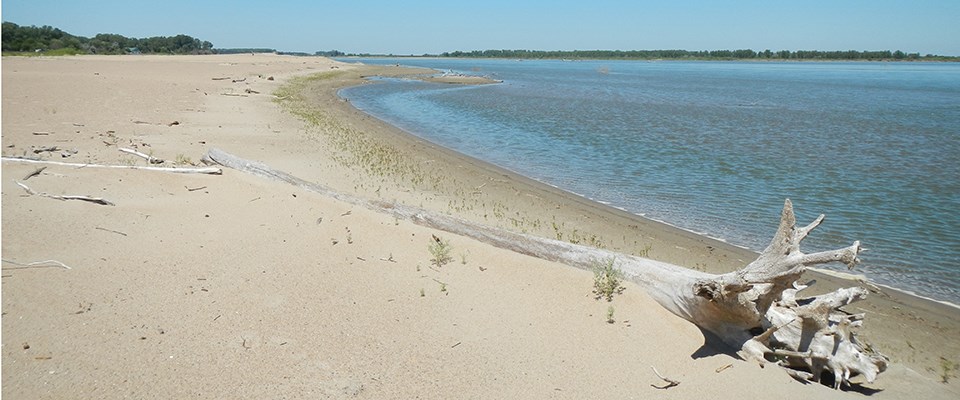 A lone snag rests on a bare, white sandy beach of the Missouri River.