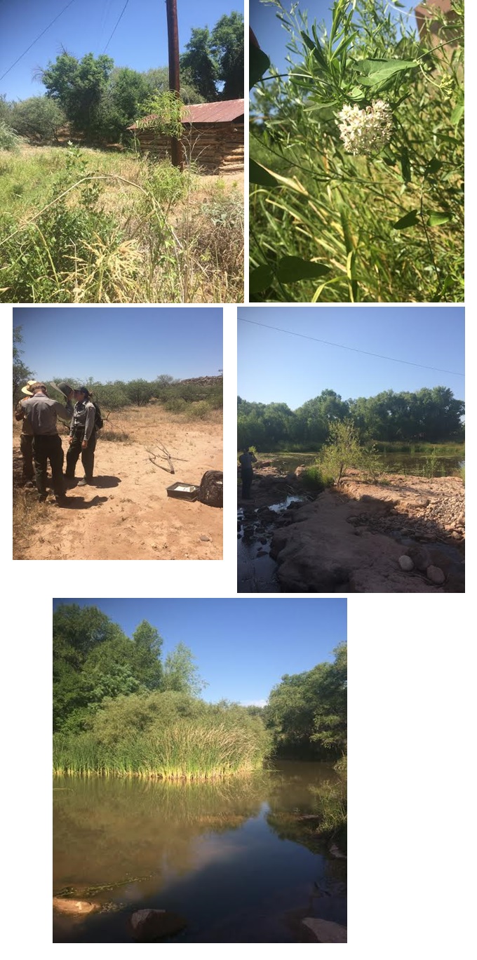 Collection of photos of Montezuma Well