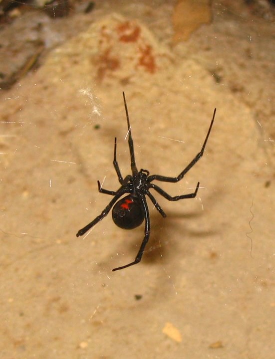 Western Black Widow Black Widow spider featuring red hourglass
