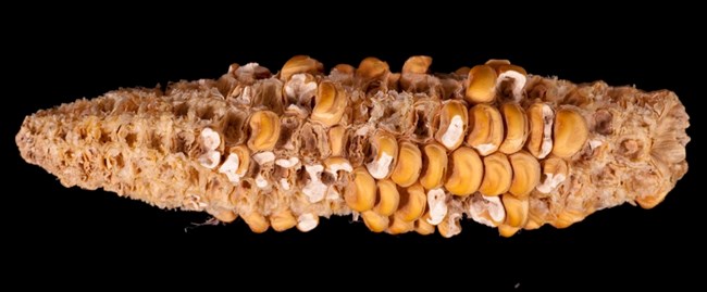 Cob of Corn
