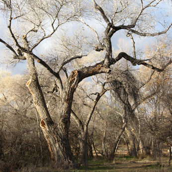 Cottonwood at Montezuma Well Picnic Area