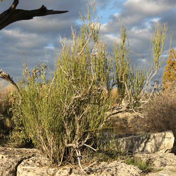 Mormon Tea on the rim of Montezuma Well