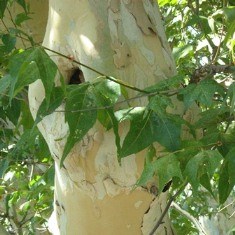 Arizona Sycamore