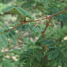 Catclaw Acacia